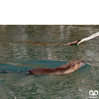 گونه نوتریا Myocastor coypus